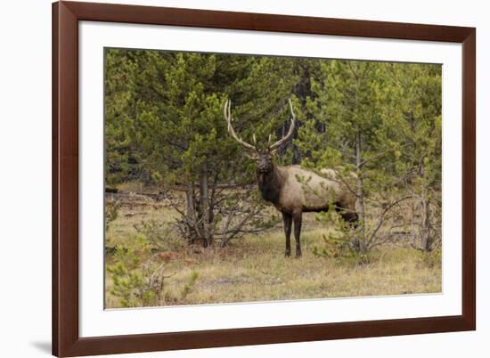 Bull elk or wapiti, Yellowstone National Park, Wyoming-Adam Jones-Framed Photographic Print