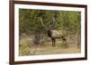 Bull elk or wapiti, Yellowstone National Park, Wyoming-Adam Jones-Framed Photographic Print