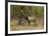 Bull elk or wapiti, Yellowstone National Park, Wyoming-Adam Jones-Framed Photographic Print