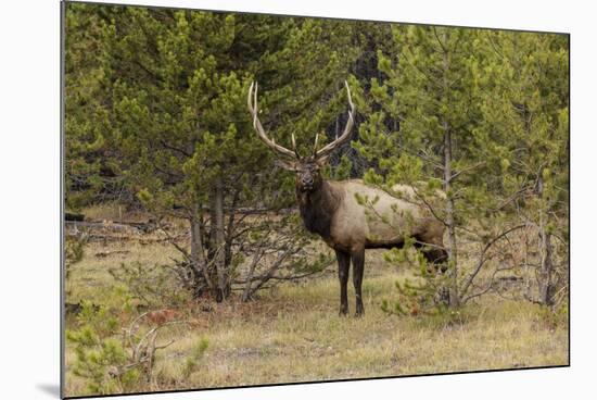 Bull elk or wapiti, Yellowstone National Park, Wyoming-Adam Jones-Mounted Photographic Print