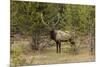 Bull elk or wapiti, Yellowstone National Park, Wyoming-Adam Jones-Mounted Photographic Print
