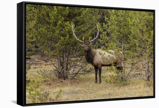 Bull elk or wapiti, Yellowstone National Park, Wyoming-Adam Jones-Framed Stretched Canvas