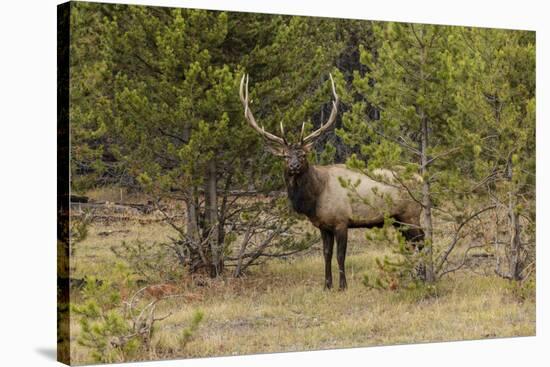 Bull elk or wapiti, Yellowstone National Park, Wyoming-Adam Jones-Stretched Canvas