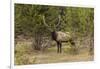 Bull elk or wapiti, Yellowstone National Park, Wyoming-Adam Jones-Framed Photographic Print