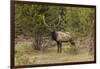 Bull elk or wapiti, Yellowstone National Park, Wyoming-Adam Jones-Framed Photographic Print