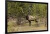 Bull elk or wapiti, Yellowstone National Park, Wyoming-Adam Jones-Framed Photographic Print