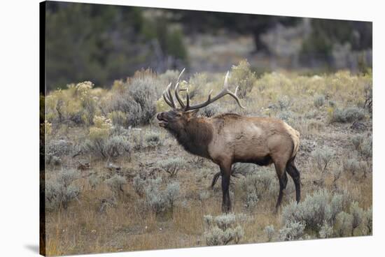 Bull elk or wapiti, Yellowstone National Park, Wyoming-Adam Jones-Stretched Canvas