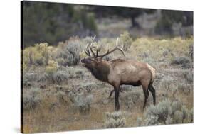 Bull elk or wapiti, Yellowstone National Park, Wyoming-Adam Jones-Stretched Canvas