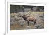 Bull elk or wapiti, Yellowstone National Park, Wyoming-Adam Jones-Framed Photographic Print