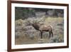 Bull elk or wapiti, Yellowstone National Park, Wyoming-Adam Jones-Framed Photographic Print