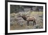 Bull elk or wapiti, Yellowstone National Park, Wyoming-Adam Jones-Framed Photographic Print