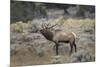 Bull elk or wapiti, Yellowstone National Park, Wyoming-Adam Jones-Mounted Photographic Print