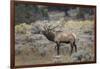 Bull elk or wapiti, Yellowstone National Park, Wyoming-Adam Jones-Framed Photographic Print