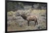 Bull elk or wapiti, Yellowstone National Park, Wyoming-Adam Jones-Framed Photographic Print