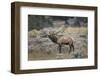 Bull elk or wapiti, Yellowstone National Park, Wyoming-Adam Jones-Framed Photographic Print