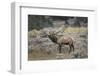 Bull elk or wapiti, Yellowstone National Park, Wyoming-Adam Jones-Framed Photographic Print