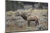 Bull elk or wapiti, Yellowstone National Park, Wyoming-Adam Jones-Mounted Photographic Print