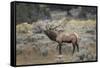 Bull elk or wapiti, Yellowstone National Park, Wyoming-Adam Jones-Framed Stretched Canvas