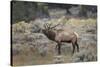 Bull elk or wapiti, Yellowstone National Park, Wyoming-Adam Jones-Stretched Canvas