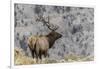 Bull elk or wapiti, Yellowstone National Park, Wyoming-Adam Jones-Framed Photographic Print