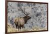 Bull elk or wapiti, Yellowstone National Park, Wyoming-Adam Jones-Framed Photographic Print