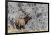 Bull elk or wapiti, Yellowstone National Park, Wyoming-Adam Jones-Framed Photographic Print