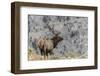 Bull elk or wapiti, Yellowstone National Park, Wyoming-Adam Jones-Framed Photographic Print