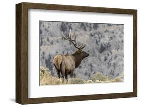 Bull elk or wapiti, Yellowstone National Park, Wyoming-Adam Jones-Framed Photographic Print