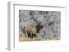 Bull elk or wapiti, Yellowstone National Park, Wyoming-Adam Jones-Framed Photographic Print