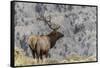 Bull elk or wapiti, Yellowstone National Park, Wyoming-Adam Jones-Framed Stretched Canvas