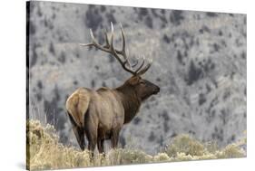 Bull elk or wapiti, Yellowstone National Park, Wyoming-Adam Jones-Stretched Canvas