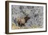 Bull elk or wapiti, Yellowstone National Park, Wyoming-Adam Jones-Framed Photographic Print