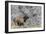 Bull elk or wapiti, Yellowstone National Park, Wyoming-Adam Jones-Framed Photographic Print