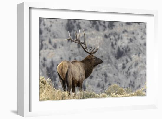 Bull elk or wapiti, Yellowstone National Park, Wyoming-Adam Jones-Framed Photographic Print