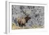 Bull elk or wapiti, Yellowstone National Park, Wyoming-Adam Jones-Framed Photographic Print