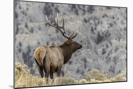 Bull elk or wapiti, Yellowstone National Park, Wyoming-Adam Jones-Mounted Photographic Print