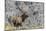 Bull elk or wapiti, Yellowstone National Park, Wyoming-Adam Jones-Mounted Photographic Print