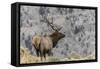 Bull elk or wapiti, Yellowstone National Park, Wyoming-Adam Jones-Framed Stretched Canvas