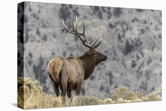 Bull elk or wapiti, Yellowstone National Park, Wyoming-Adam Jones-Stretched Canvas