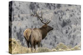 Bull elk or wapiti, Yellowstone National Park, Wyoming-Adam Jones-Stretched Canvas