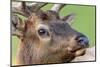 Bull elk or wapiti, Yellowstone National Park.-Adam Jones-Mounted Photographic Print