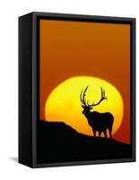 Bull Elk Outlined by Sun-Chase Swift-Framed Stretched Canvas