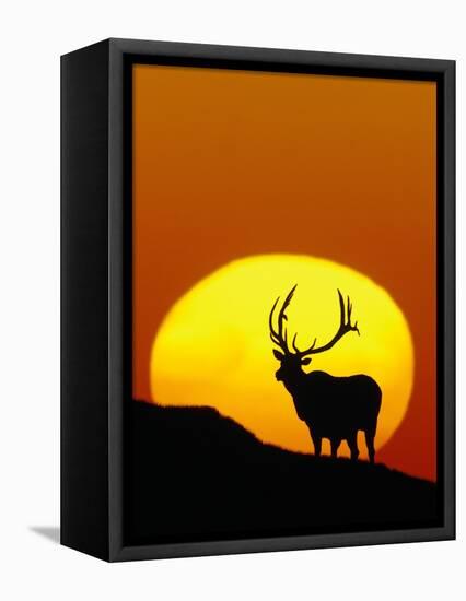 Bull Elk Outlined by Sun-Chase Swift-Framed Stretched Canvas