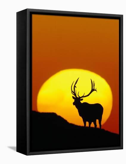 Bull Elk Outlined by Sun-Chase Swift-Framed Stretched Canvas