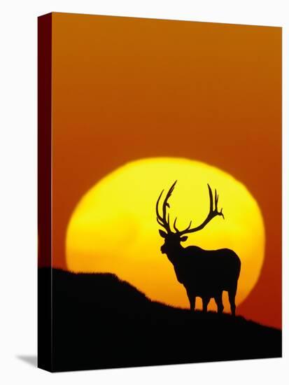 Bull Elk Outlined by Sun-Chase Swift-Stretched Canvas