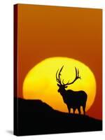 Bull Elk Outlined by Sun-Chase Swift-Stretched Canvas