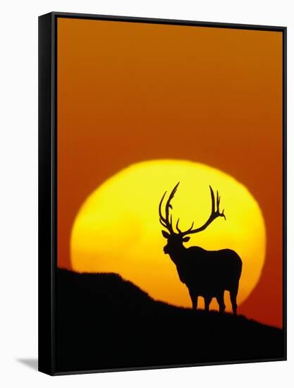 Bull Elk Outlined by Sun-Chase Swift-Framed Stretched Canvas