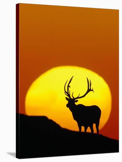 Bull Elk Outlined by Sun-Chase Swift-Stretched Canvas