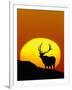 Bull Elk Outlined by Sun-Chase Swift-Framed Photographic Print