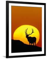 Bull Elk Outlined by Sun-Chase Swift-Framed Photographic Print